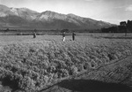 Guayle fields at the Manzanar Relocation Center for deported Japanese-Americans, 1943. Guayle was hoped to be an alternative source of latex for making rubber, a project being researched at Manzanar.