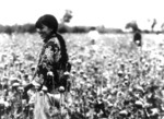 Opium poppy harvest in Japanese-occupied northeastern China, circa 1930s