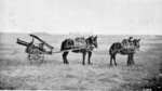 Canon de 75 M modèle 1919 Schneider in traveling configuration with two mules, circa 1920s
