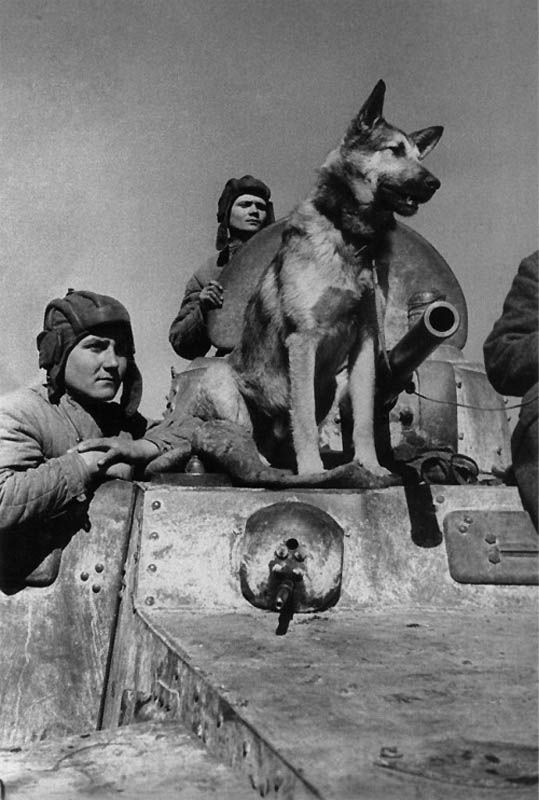 Crew of a BA-10 armored car with a military dog, Rostov-on-Don, Russia, 1943
