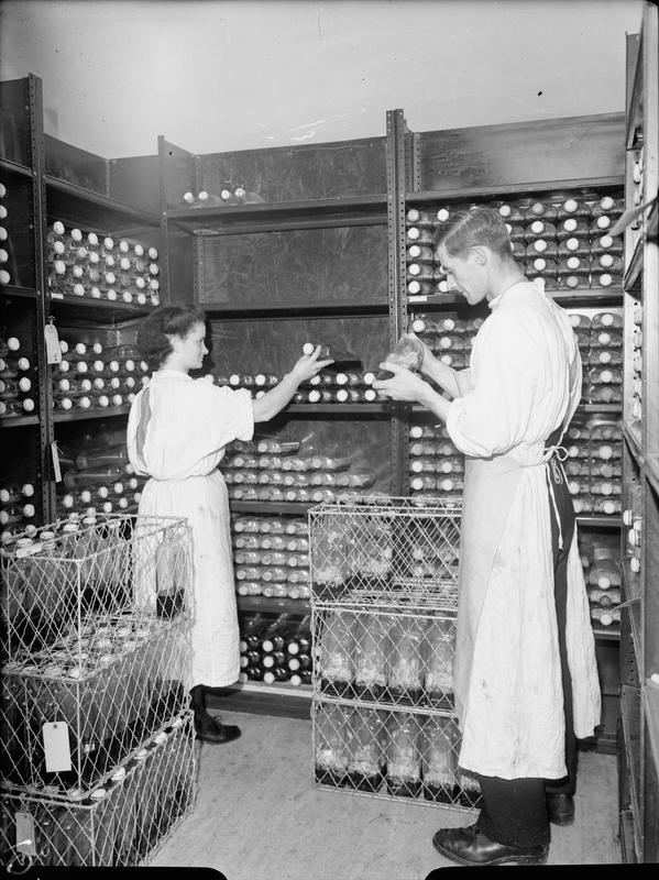 Penicillin production at the Royal Navy Medical School in Clevedon, Somerset, England, United Kingdom, 1944