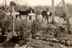 Graves of fallen German soldiers, date and location unknown