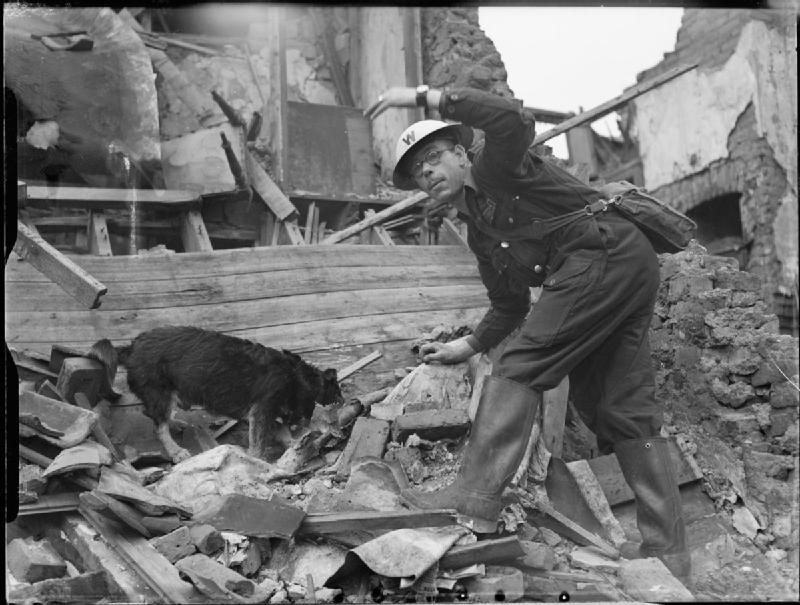 Search and rescue dog Rip and handler E. King among rubble in Poplar, London, England, United Kingdom, Aug 1941