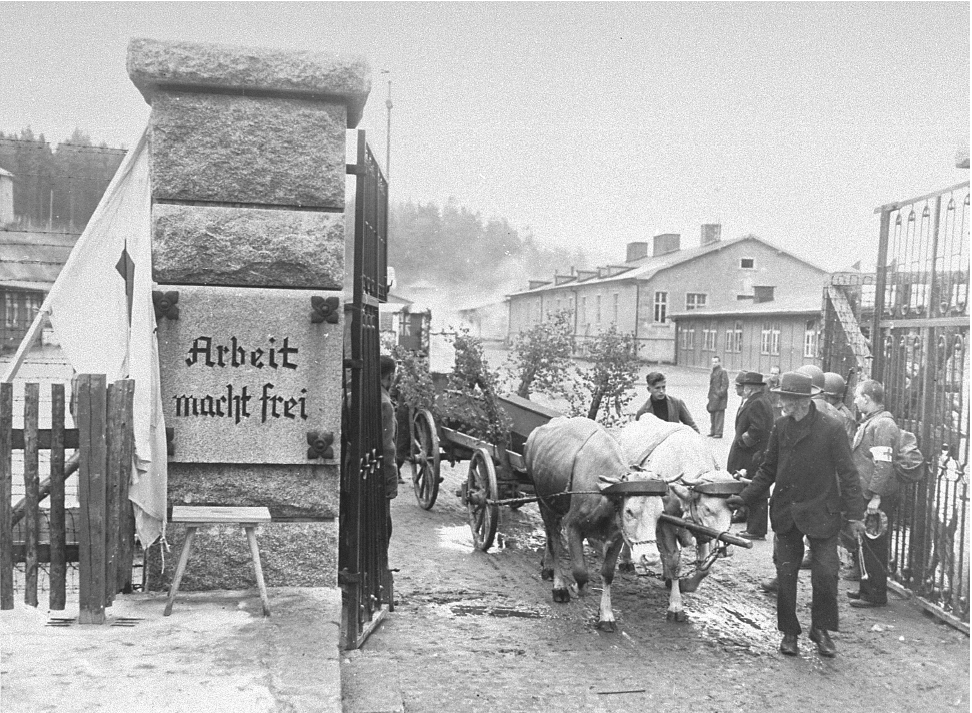 German civilians using ox carts to transport corpses of prisoners out of Flossenbürg Concentration Camp for burial, Germany, 3 May 1945; note 'Arbeit macht frei' slogan on the gate