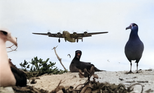 US B-24D bomber approaching Eastern Island, Midway Atoll for landing, 18 Mar 1943; note albatrosses in foreground [Colorized by WW2DB]