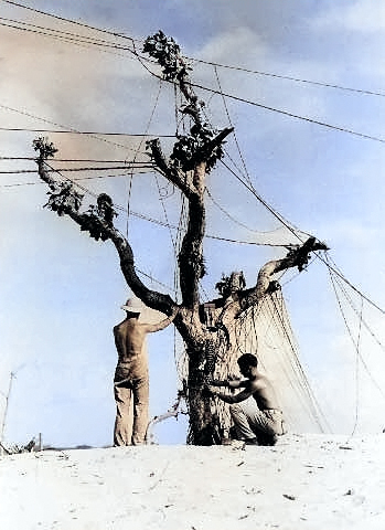 Americans stringing telephone wires on a tree, Eniwetok, Marshall Islands, circa 1944 [Colorized by WW2DB]