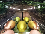 Seven US Navy K-class airships from Airship Patrol Squadron ZP-31 inside one of the two LTA (lighter than air) hangars at NAS Santa Ana, California, United States, 1943.