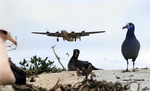 US B-24D bomber approaching Eastern Island, Midway Atoll for landing, 18 Mar 1943; note albatrosses in foreground