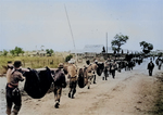 A burial detail consisted of captured American soldiers, Luzon, Philippine Islands, May-Jun 1942