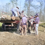 Men loading cut timber onto a truck, Jerome War Relocation Center, Arkansas, United States, 18 Nov 1942, photo 2 of 3