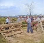 Woodcutting at Jerome War Relocation Center, Arkansas, United States, 17 Nov 1942, photo 2 of 2