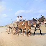 Mule wagon at Jerome War Relocation Center, Arkansas, United States, 18 Nov 1942, photo 1 of 6