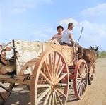 Mule wagon at Jerome War Relocation Center, Arkansas, United States, 18 Nov 1942, photo 2 of 6