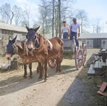 Mule wagon at Jerome War Relocation Center, Arkansas, United States, 18 Nov 1942, photo 4 of 6