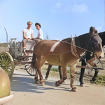 Mule wagon at Jerome War Relocation Center, Arkansas, United States, 18 Nov 1942, photo 5 of 6