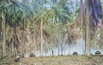 Tanks of Company B, US Marine Corps 1st Tank Battalion at Arawe, New Britain, Bismarck Archipelago, Dec 1943