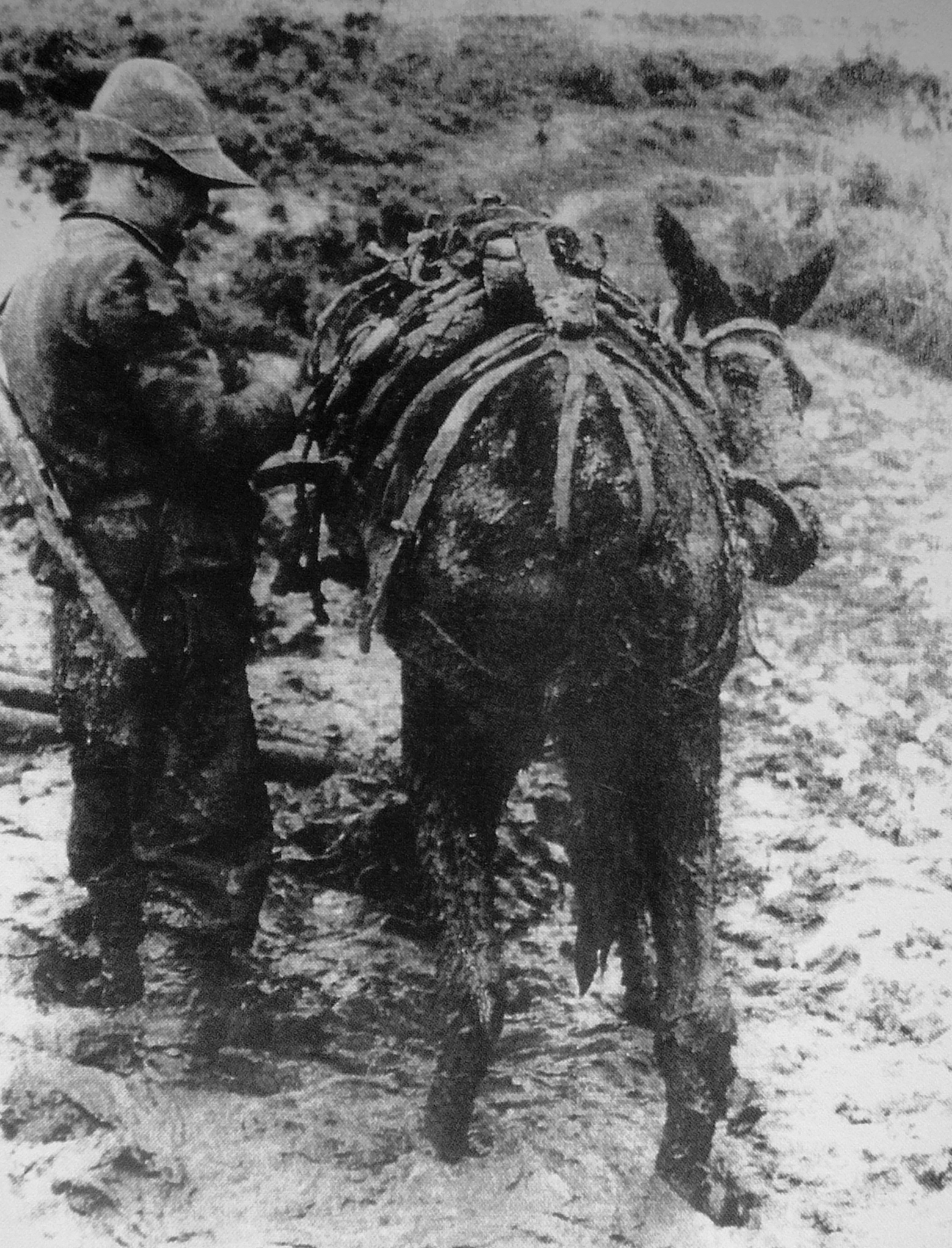 Italian soldier with mule in Greece, Oct-Nov 1940