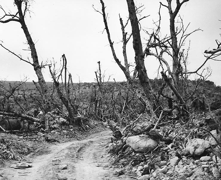 Vehicle path and combat-shattered vegetation in the rugged terrain of northern Iwo Jima, 21 Apr 1945, photo 2 of 2