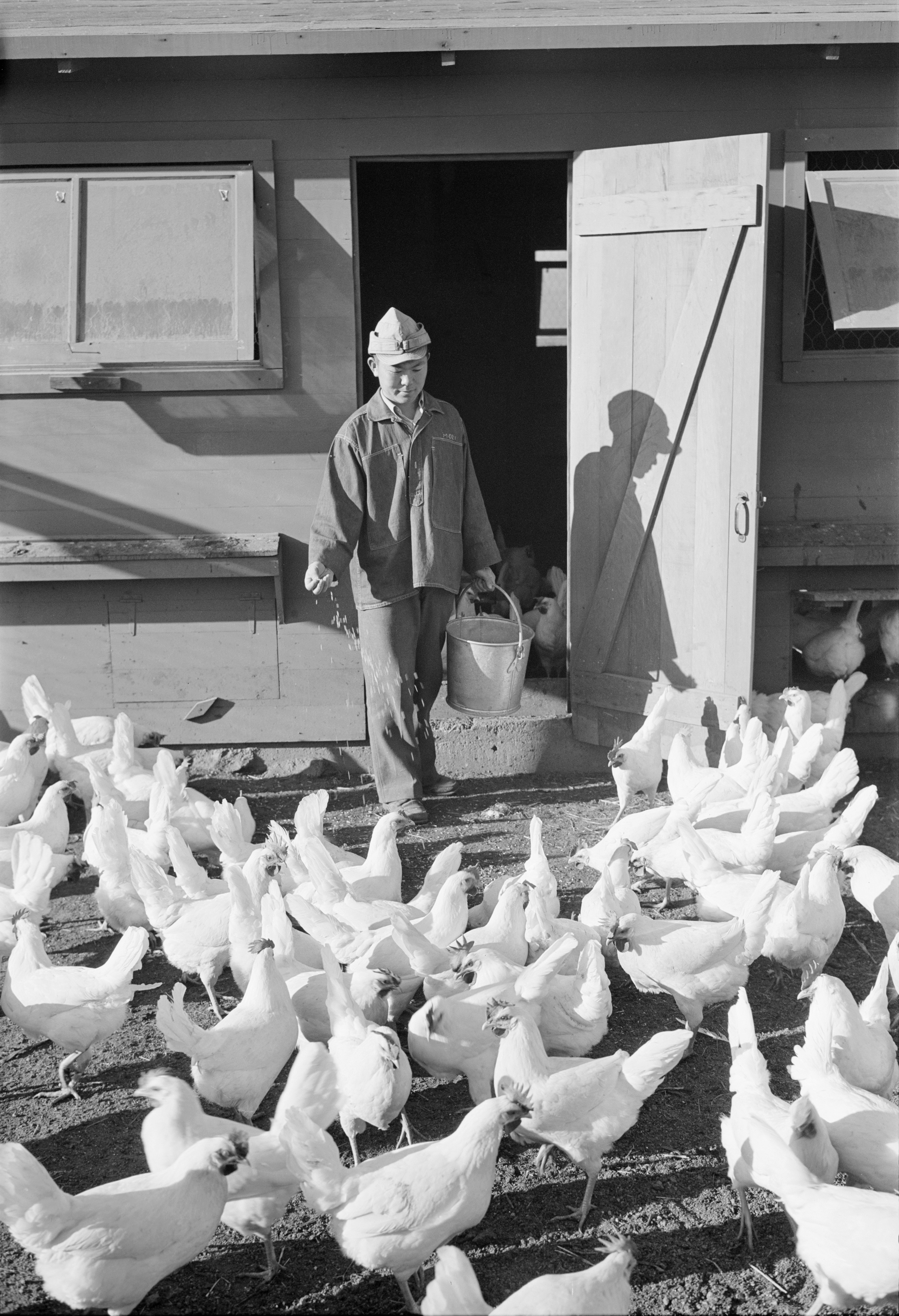 Mori Nakashima feeding chickens, Manzanar Relocation Center for Japanese-Americans, Owens Valley, California, United States, 1943