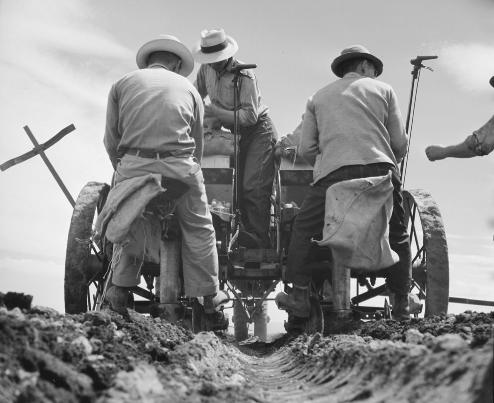 Japanese-American farmers operating a rotary potato planter, Tule Lake Relocation Center, Newell, California, United States, 1 Jul 1945, photo 1 of 2