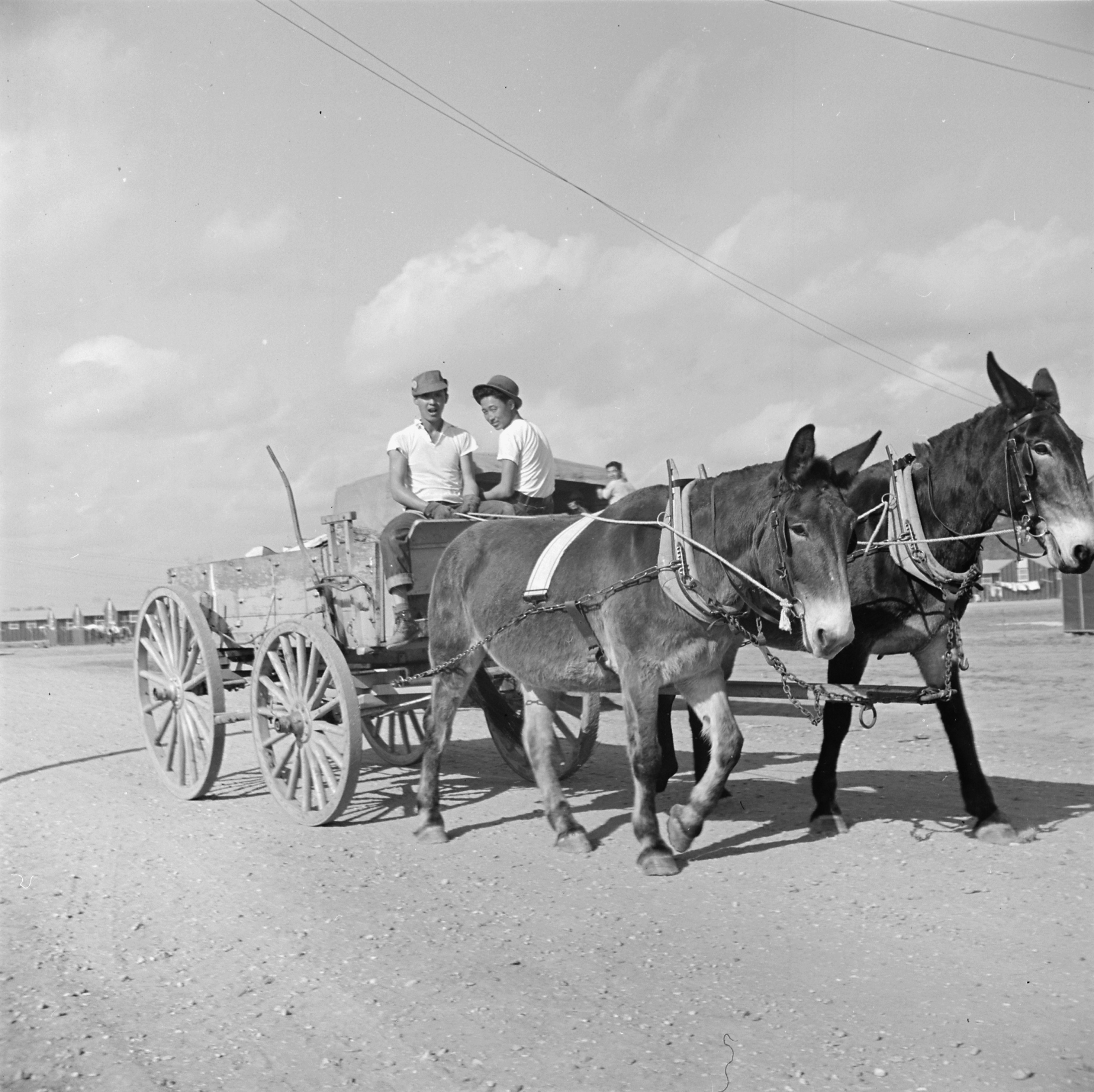 Mule wagon at Jerome War Relocation Center, Arkansas, United States, 18 Nov 1942, photo 1 of 6