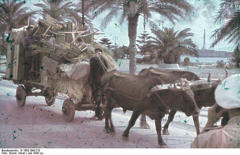 Sicilian refugees on an ox cart, Palermo, Sicily, Italy, circa Jul 1943