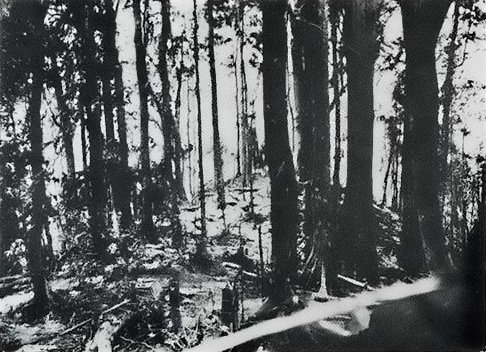 Hill 260 after shelling by the US Americal Division, Bougainville, Solomon Islands, 19 Mar 1944