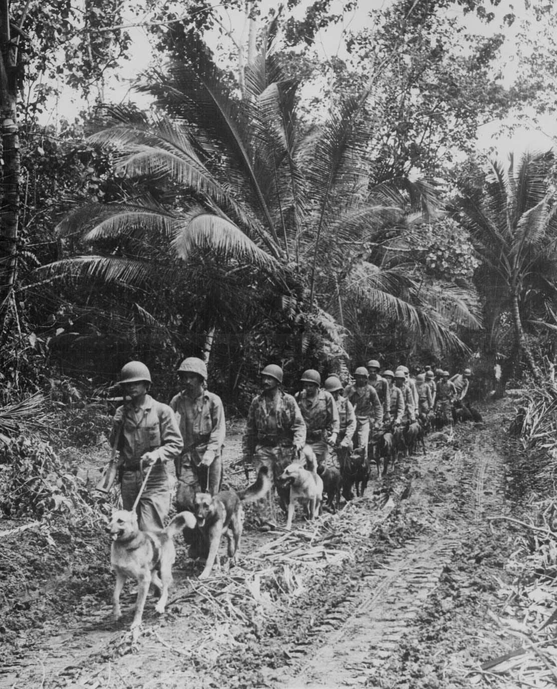 US Marine 'Raiders' and their dogs on Bougainville, circa Nov-Dec 1943
