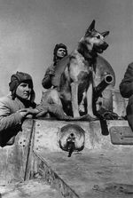 Crew of a BA-10 armored car with a military dog, Rostov-on-Don, Russia, 1943