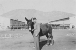 James W. Gustin, Jr. with mule Meatball, Camp Carson, Colorado, United States, 1943