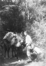 Phil Methe of US 5332nd Brigade (Provisional) with mule, Burma, 1945