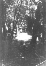 A trail in northern Burma, Jan 1945; photograph taken by personnel of US 5332nd Brigade (Provisional)