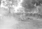 Pack mules of US 5332nd Brigade (Provisional) preparing to march shortly after daybreak, near Myitkyina, Shan, Burma, 18 Dec 1944