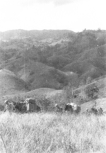 Men and pack mules of of US 5332nd Brigade (Provisional) in northern Burma, mid-Jan 1945