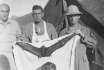 US serviceman Frank Schneider and others displaying a captured bat, Fiji, 1942-1944