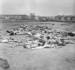A pile of rotting corpses at the Bergen-Belsen Concentration Camp, 17 Apr 1945. Note some camp buildings in the background.