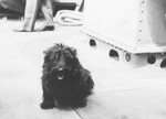 President Franklin Roosevelt’s dog Fala on the deck of the destroyer USS Cummings as the ship transported the President through Alaska’s Inside Passage, Aug 1944.
