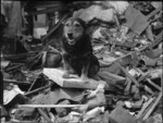 Search and rescue dog Rip atop a pile of rubble after an air raid on Poplar, London, England, United Kingdom, 5 Aug 1941