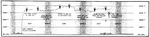 Postwar American chart showing the trans-Pacific flight characteristics of the Japanese Fu-Go balloon bombs.