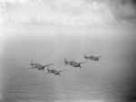 Martlet fighters of No. 888 Squadron FAA from HMS Formidable in flight, 1940s