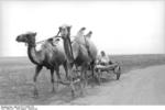 Civilian in a camel-drawn cart in southern Russia, Aug-Sep 1942