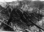 Burned vegetation, Nagasaki, Japan, mid-1946