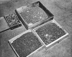 Boxes of gold caps and dentures removed from prisoners in Buchenwald Concentration Camps, near Weimar, Germany, Apr-May 1945