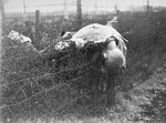 Corpse of a prisoner of the Leipzig-Thekla subcamp of Buchenwald Concentration Camp on a barbed wire fence, near Weimar, Germany, 1945