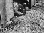 Massacred political prisoners in a barn, Gardelegen, Germany, 16 Apr 1945