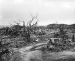 Vehicle path and combat-shattered vegetation in the rugged terrain of northern Iwo Jima, 21 Apr 1945, photo 1 of 2
