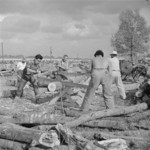 Japanese-American internees cutting a red oak log, Jerome War Relocation Center, Arkansas, United States, 17 Nov 1942
