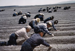 Japanese-American farmers working at Tule Lake Relocation Center, Newell, California, United States, 1942-1943