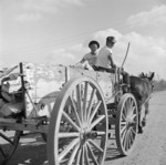 Mule wagon at Jerome War Relocation Center, Arkansas, United States, 18 Nov 1942, photo 2 of 6