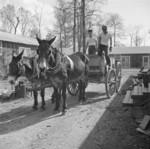 Mule wagon at Jerome War Relocation Center, Arkansas, United States, 18 Nov 1942, photo 4 of 6